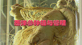 西(xī)洋參種植與管理(lǐ)